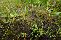 Kruipend moerasscherm; Creeping Marshwort; Apium repens