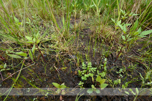 Kruipend moerasscherm; Creeping Marshwort; Apium repens