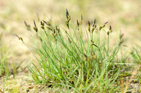 Zwarte Zegge; Common Sedge; Carex nigra