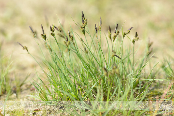 Zwarte Zegge; Common Sedge; Carex nigra