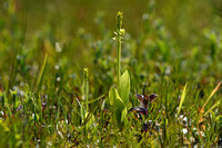 Groenknolorchis; Fen orchid; Liparis loeselii