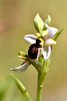 Ophrys splendida