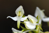 Welriekende nachtorchis; Lesser Butterfly-Orchid; Plananthera bi