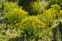 Zandwolfsmelk; Euphorbia seguieriana
