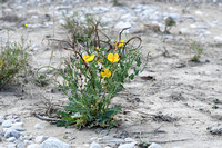 Gele hoornpapaver; Yellow Horned Poppy; Glaucium flavum