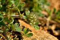 Trifolium cherleri