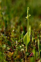 Groenknolorchis; Fen orchid; Liparis loeselii