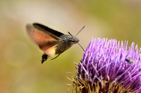 Kolibrievlinder; Hummingburd Hawk-moth; Macroglossum stellatarum