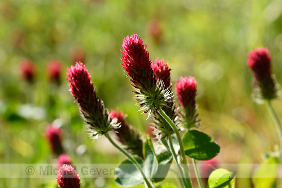 Incarnaatklaver; Crimson Clover; Trifolium  incarnatum