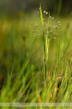 Klein trilgras; Lesser Quaking-grass; Briza minor
