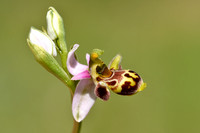 Snipophrys - woodcock bee-orchid - Ophys scolopax subsp. scolopax