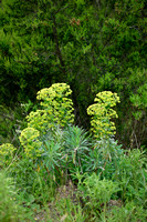 Mediterranean Spurge; Euphorbia characias