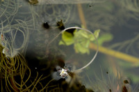 Smalle Waterpest; Nuttall's Water-weed; Elodea nuttallii