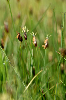 Armbloemige waterbies; Few-flowered Spike-rush; Eleocharis quinq