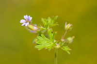 Kleine Ooievaarsbek - Small-flowered Cranesbill - Geranium pusillum