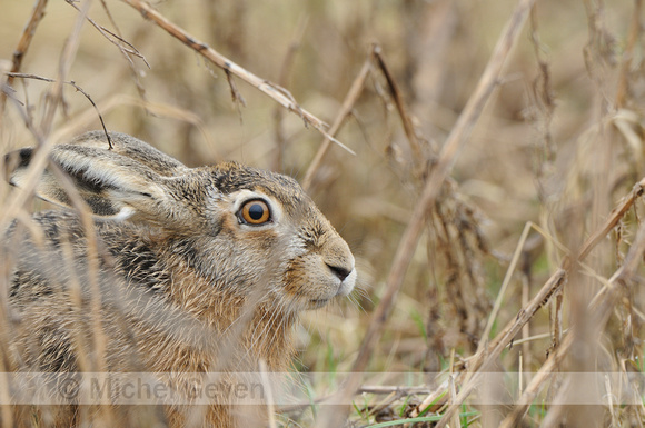Haas; Hare; Lepus europaeus;