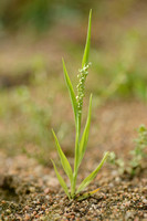 Klein Trilgras; Lesser Quaking-grass; Briza minor