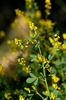 Kleine honingklaver - Annual yellow sweetclover - Melilotus indicus