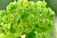 Mediterranean Spurge; Euphorbia characias