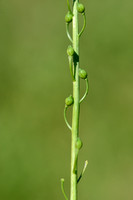 Kalkraket; White ball mustard; Calepina irregularis