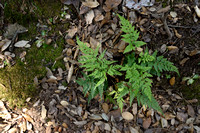 Zwartsteel; Black Spleenwort; Asplenium adiantum-nigrum