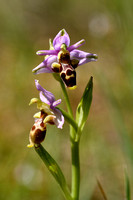 Snipophrys; woodcock bee-orchid Ophys scolopax subsp. scolopax