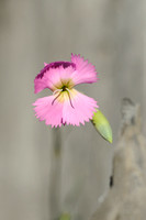 Rotsanjer; dianthus gratianopolitanus; Cheddar Pink;