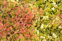 Ronde Zonnedauw; Round-leaved Sundew; Drosera rotundifolia