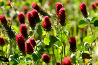 Incarnaatklaver; Crimson Clover; Trifolium  incarnatum
