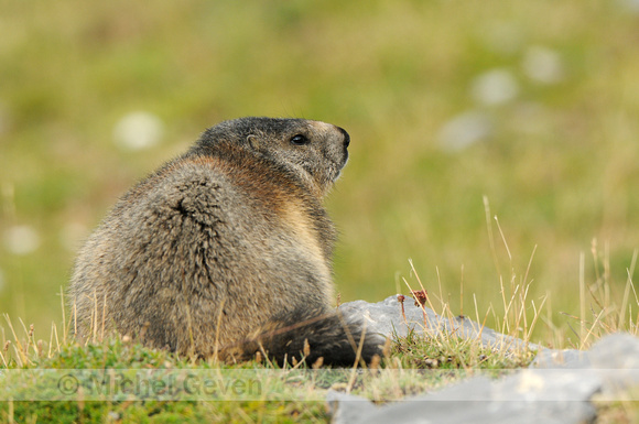 Alpenmarmot; Alpine Marmot; Marmota marmota