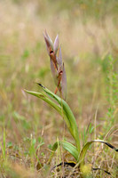Serapias neglecta x vomeraceae
