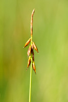 Vlozegge - Flea Sedge - Carex pulicaris