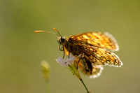 Bosparelmoervlinder; Heath Fritillary; Melitaea athalia;