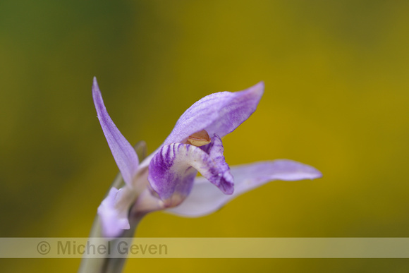 Paarse asperge-orchis; Violet limodore; Limodorum abortivum