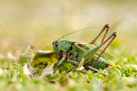 Sprinkhanen - Grasshoppers