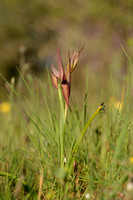 Lange tongorchis; Plow-share serapias; Serapias vomeraceae