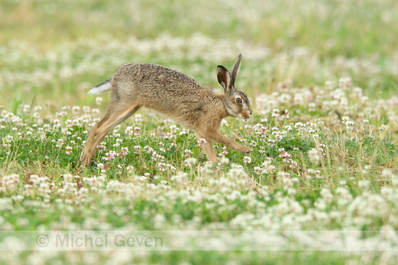 Haas; Hare; Lepus europaeus