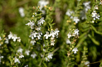 Winterbonenkruid; Winter Savory; Satureja montana