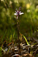 Paarse asperge-orchis; Violet limodore; Limodorum abortivum