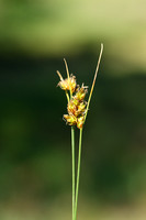Kustzegge; Divided sedge; Carex divisa