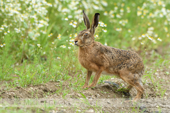 Haas; Hare; Lepus europaeus