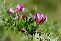Alpenklaver; Alpine clover; Trifolium alpinum