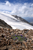 Alpenleeuwenbek; Linaria alpina