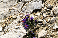 Alpenleeuwenbek; Linaria alpina