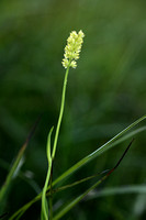 Alpine asphodel; Tofieldia calyculata