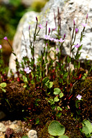 Alpine Willowherb; Epilobium anagallidifolium