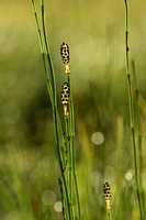 Bonte paardenstaart; Variegated Horsetail; Equisetum variegatum
