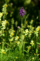 Bosorchis; Common spotted Orchid; Dactylorhiza fuchsii