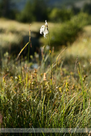 Breed wollegras; Broad-leaved cottongrass; Eriophorum latifolium