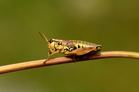 Common Mountain Grasshopper; Podisma pedestris